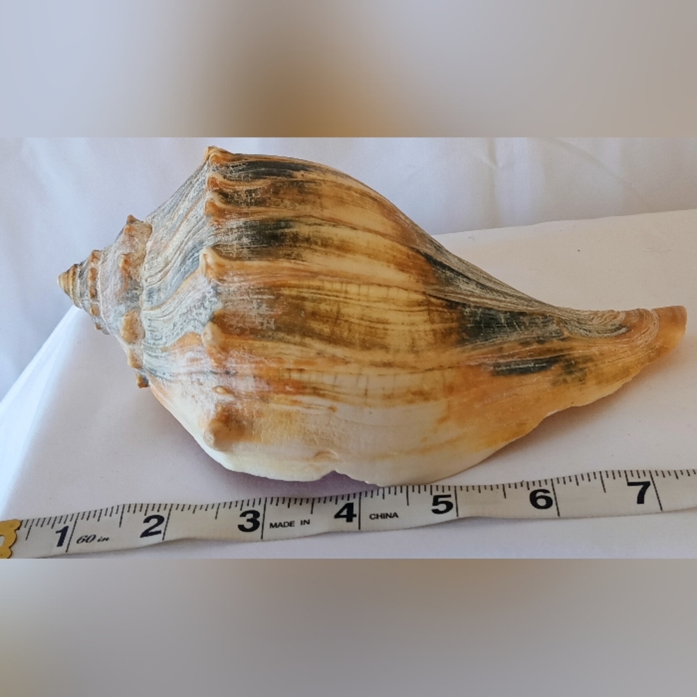 12𝘰𝘻.𝘝𝘵𝘨.𝘍𝘭𝘢.𝘒𝘦𝘺𝘴 𝘍𝘰𝘶𝘯𝘥 𝘞𝘩𝘦𝘭𝘬 𝘊𝘰𝘯𝘤𝘩 𝘚𝘩𝘦𝘭𝘭 - Picture 2 of 9